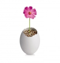 PLANT IN EGG IN BROWN CUBE BOX