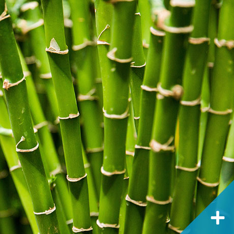 Bambu